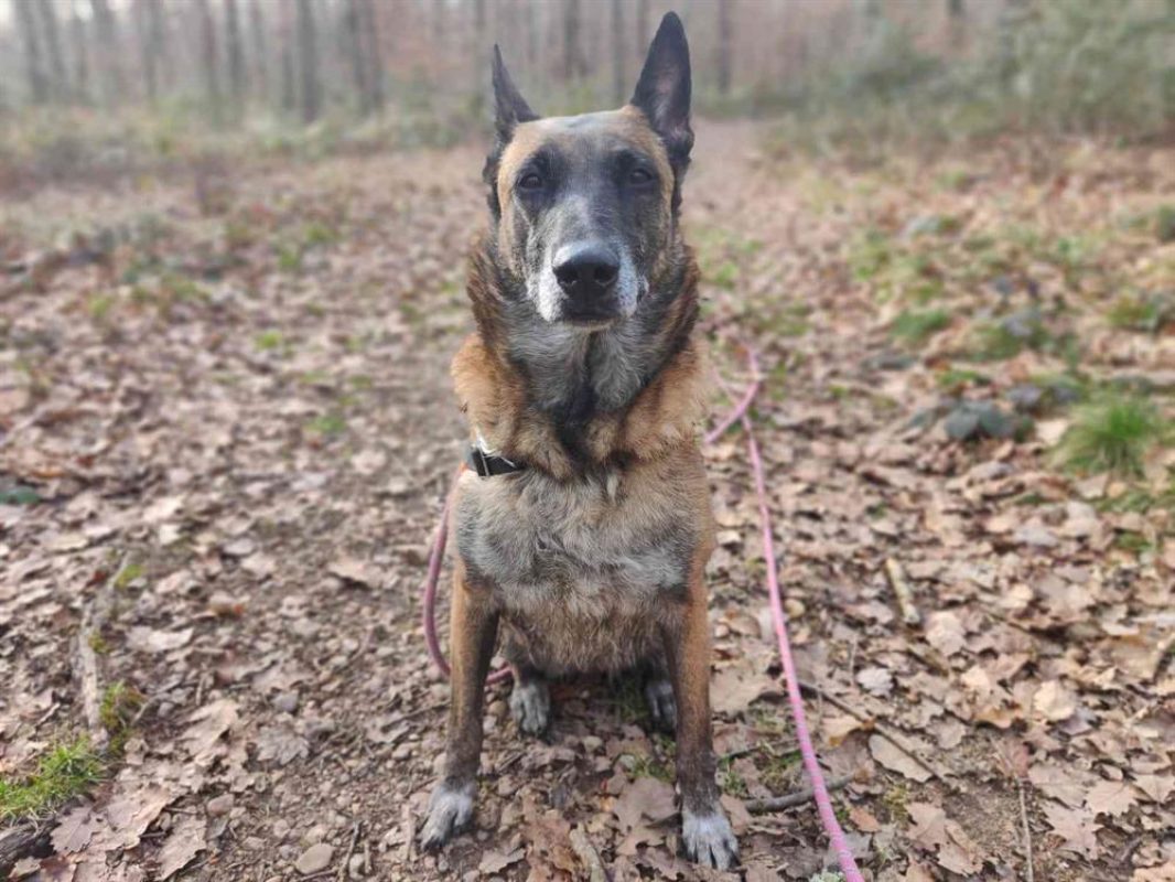 Fidji - Chien Berger Belge Malinois à adopter - photo 14