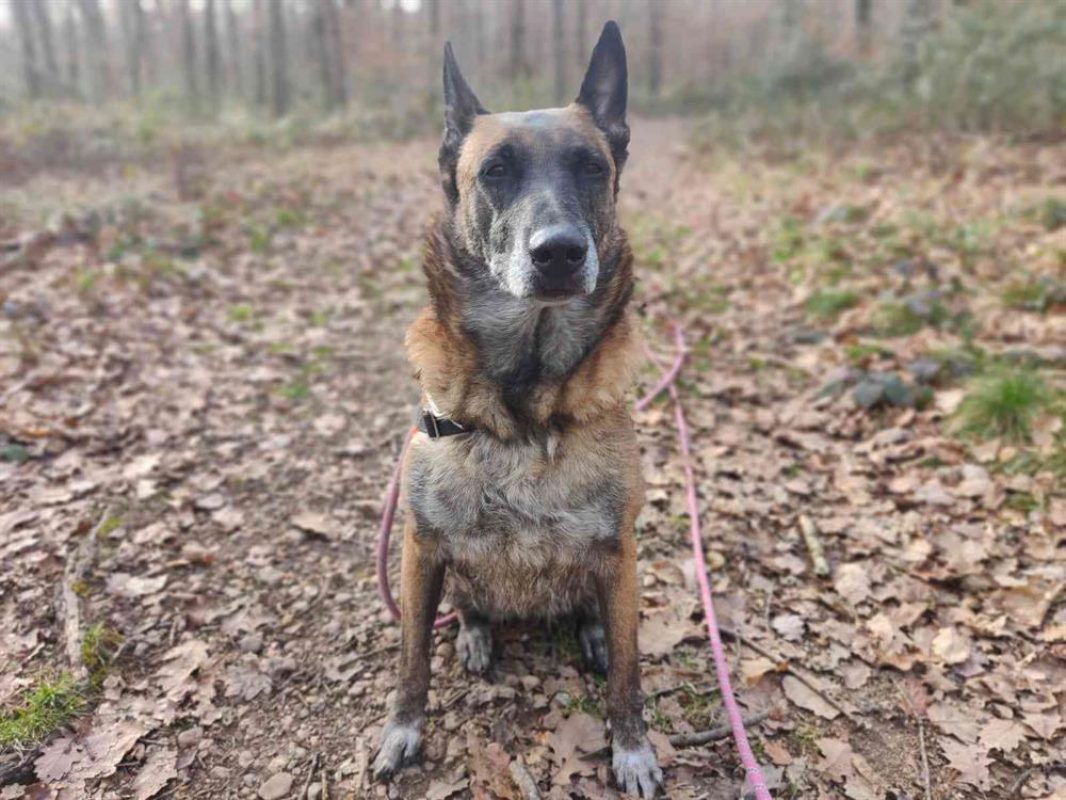 Fidji - Chien Berger Belge Malinois à adopter - photo 15