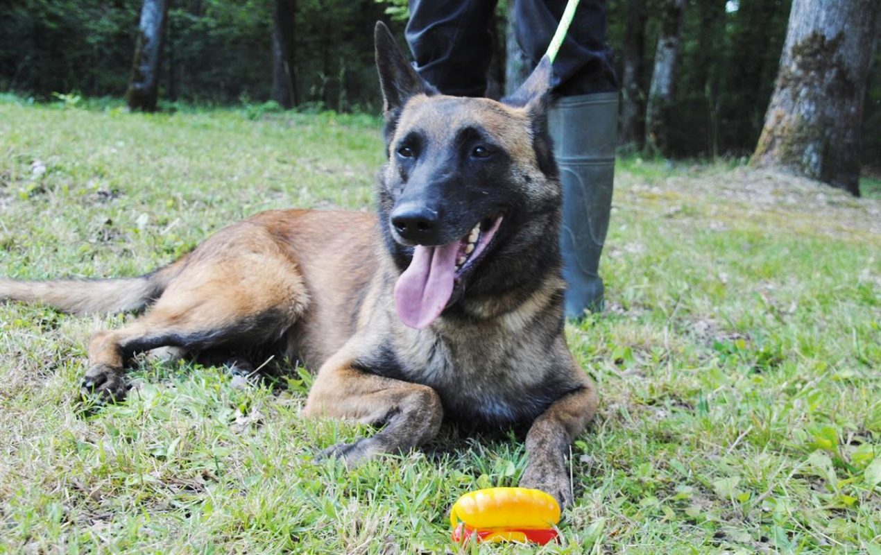 Fidji - Chien Berger Belge Malinois à adopter - photo 16