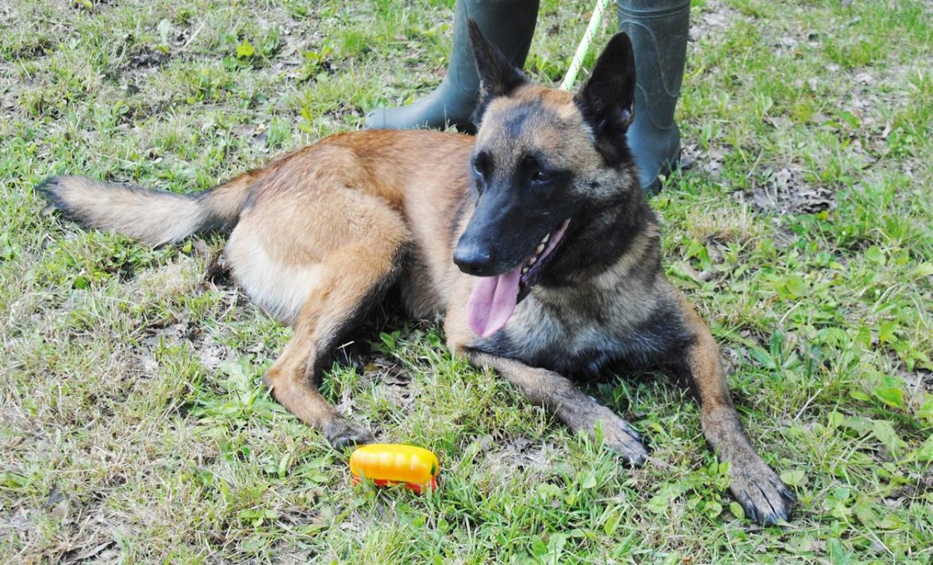 Fidji - Chien Berger Belge Malinois à adopter - photo 17