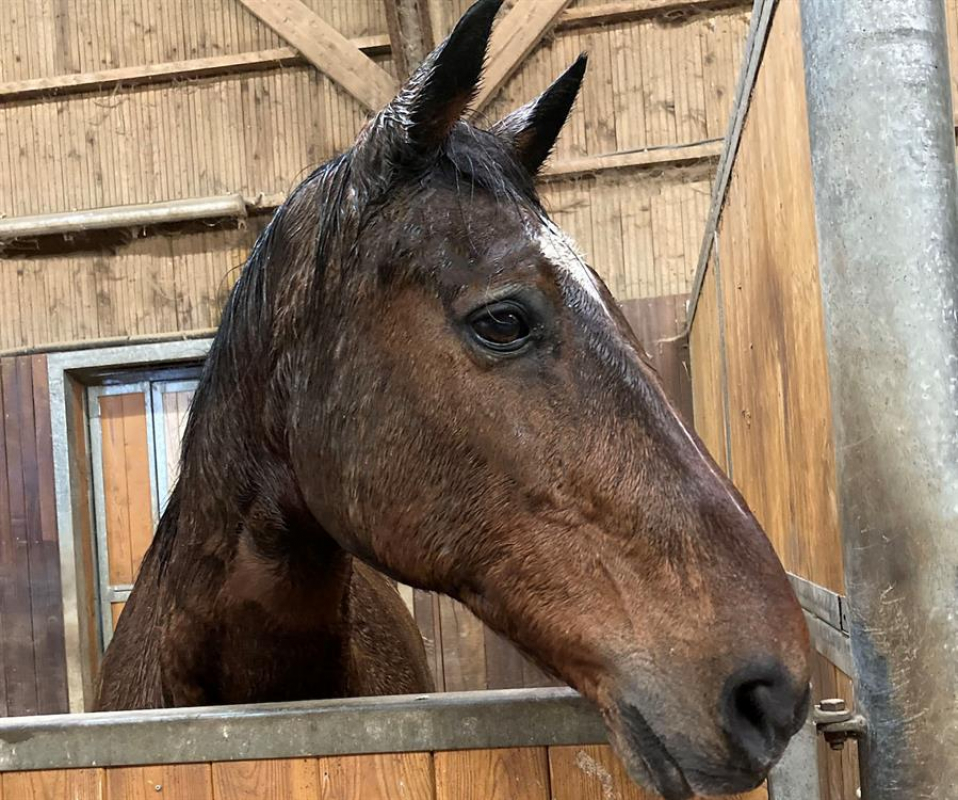 Photo #1 de Ideal du hamel