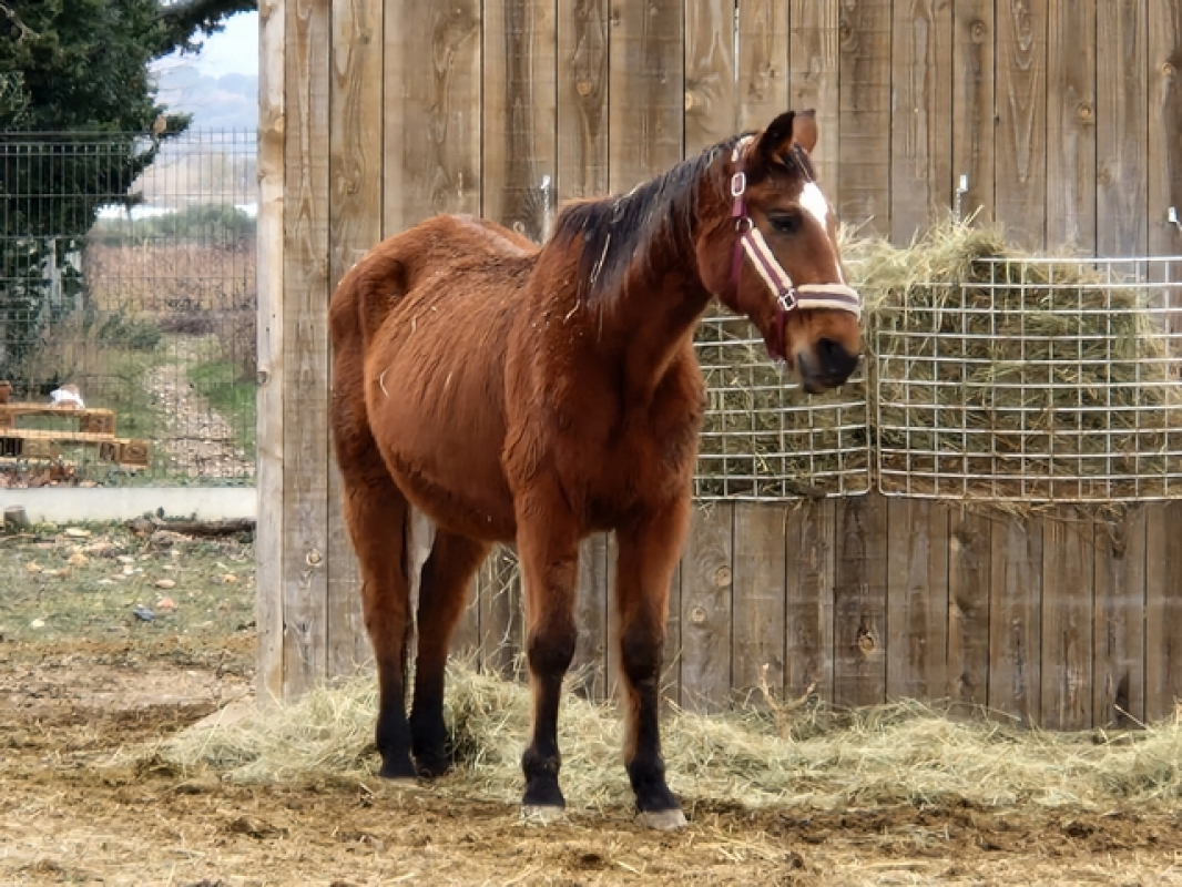 Photo #2 de Ideal du hamel