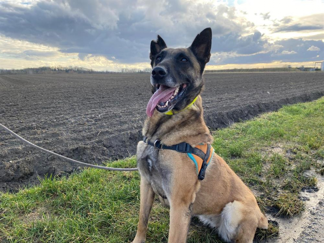 R-kiara - Chien Berger Belge Malinois à adopter