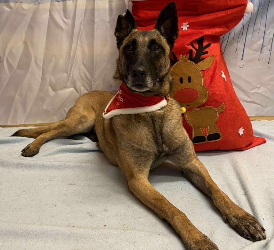R-kiara - Chien Berger Belge Malinois à adopter - photo 2