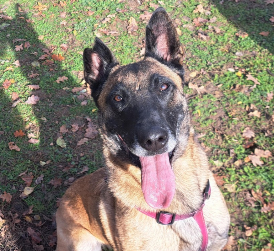 R-kiara - Chien Berger Belge Malinois à adopter - photo 3