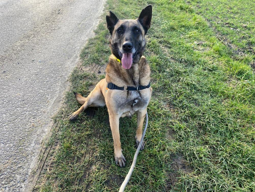 R-kiara - Chien Berger Belge Malinois à adopter - photo 4