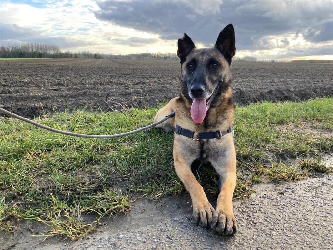 R-kiara - Chien Berger Belge Malinois à adopter - photo 5