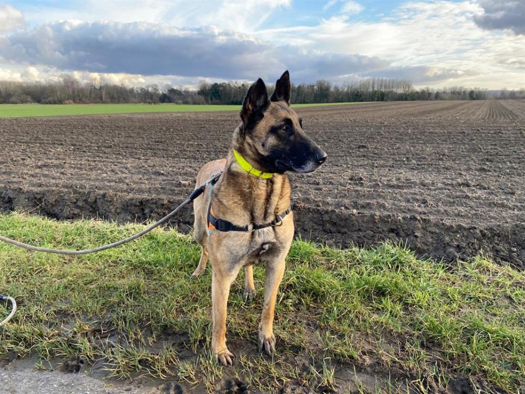 R-kiara - Chien Berger Belge Malinois à adopter - photo 6