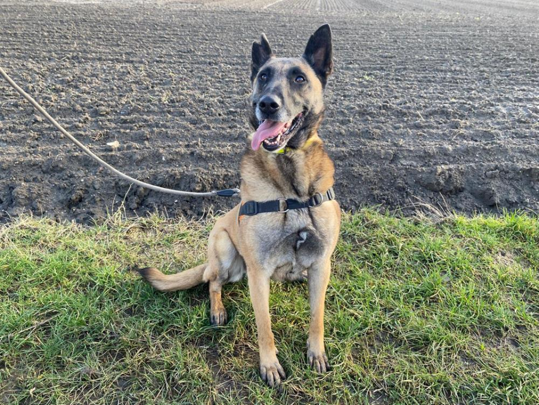 R-kiara - Chien Berger Belge Malinois à adopter - photo 7
