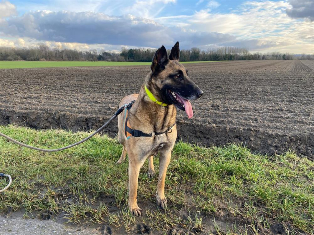 R-kiara - Chien Berger Belge Malinois à adopter - photo 8