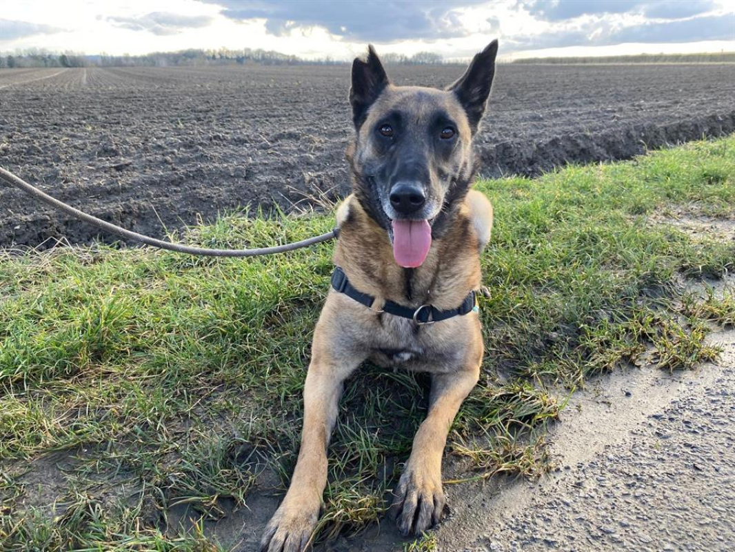 R-kiara - Chien Berger Belge Malinois à adopter - photo 9