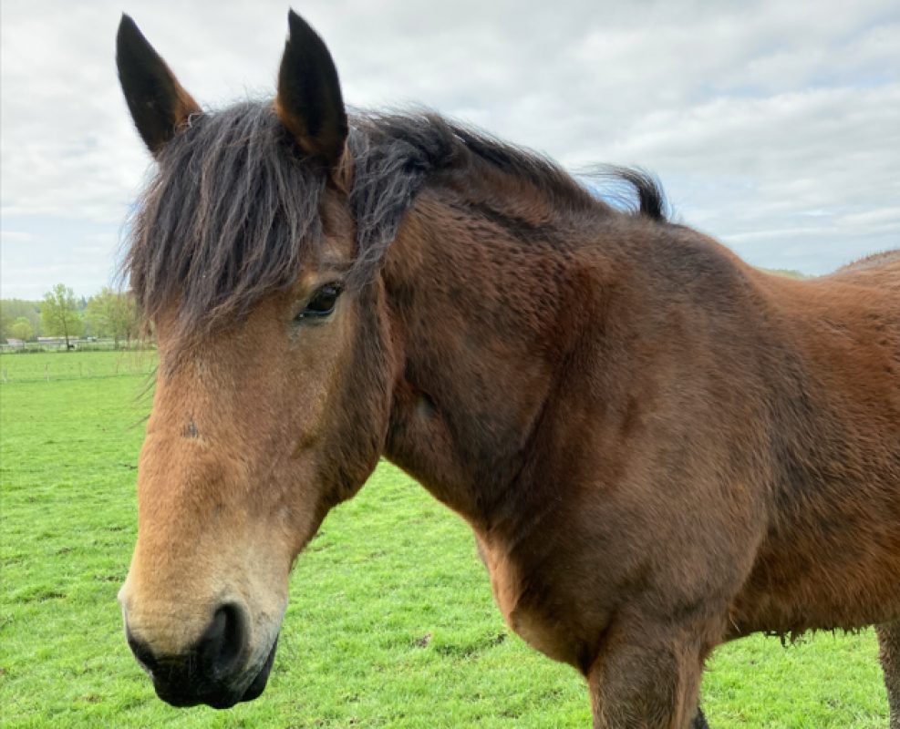 Nougaro - Equidé Cheval à adopter