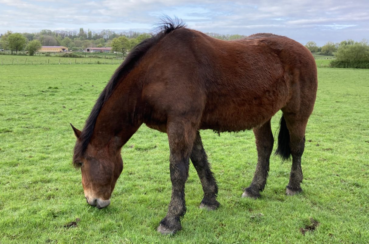 Nougaro - Equidé Cheval à adopter - photo 2