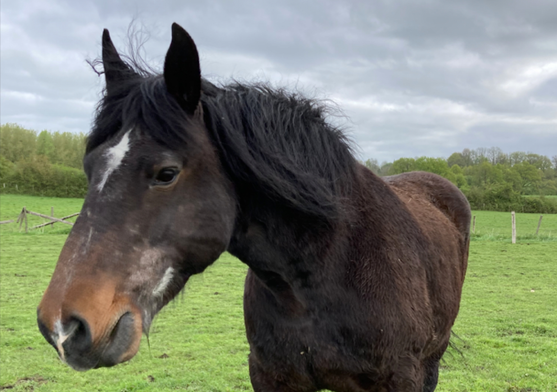 Photo #1 de Noisette