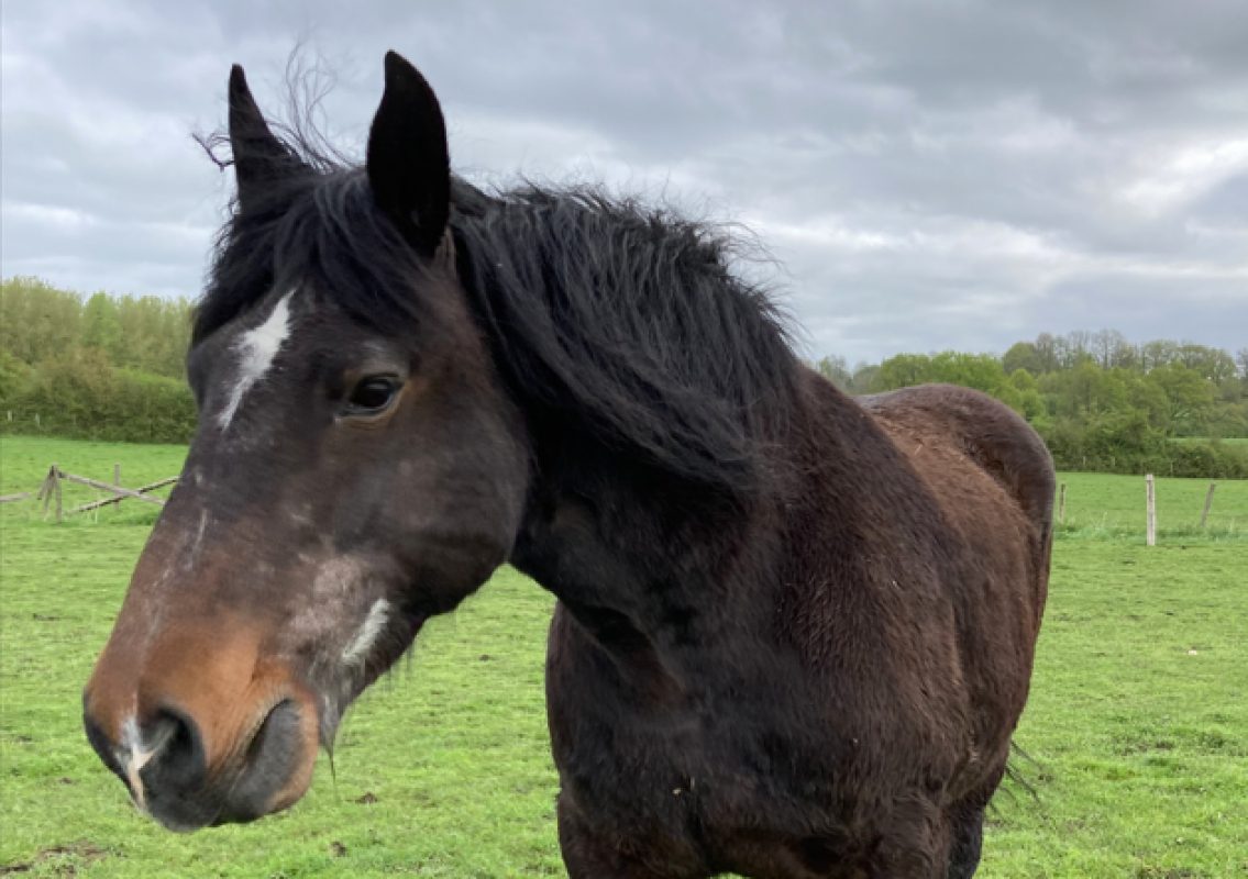 Noisette - Equidé Cheval à adopter