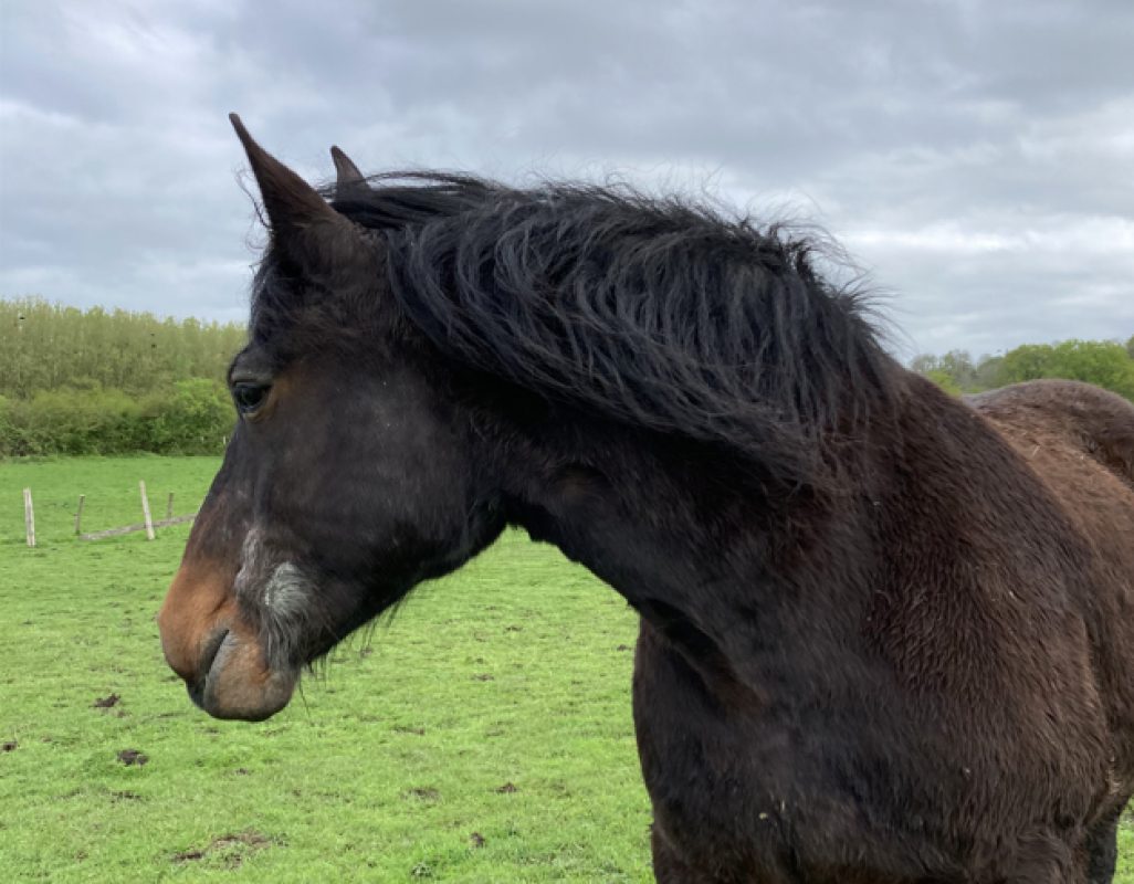 Noisette - Equidé Cheval à adopter - photo 2