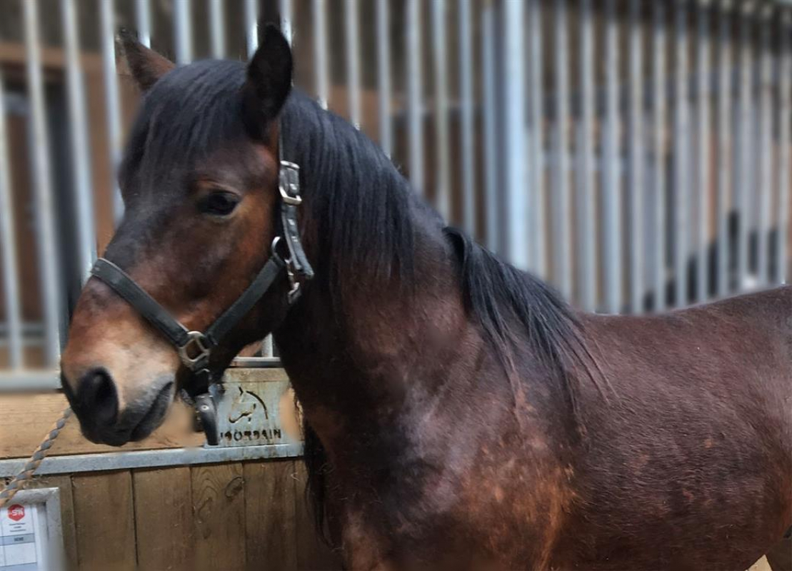 Photo #2 de Neereyne