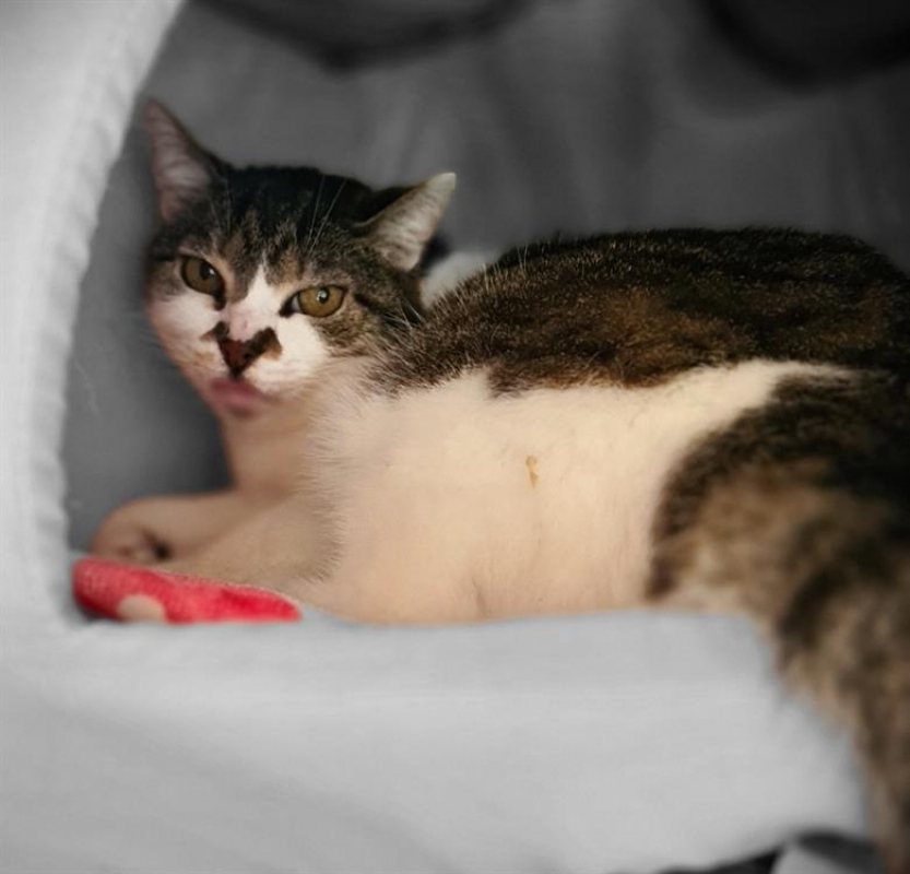 Photo #1 de Coutechere