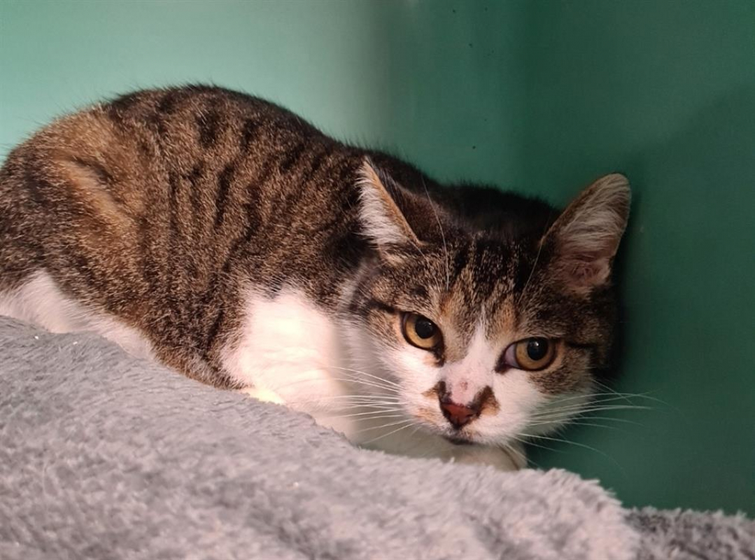 Photo #2 de Coutechere