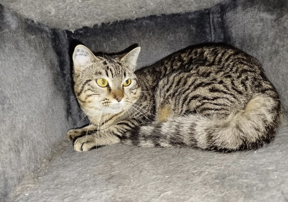 Photo #1 de Tigrou