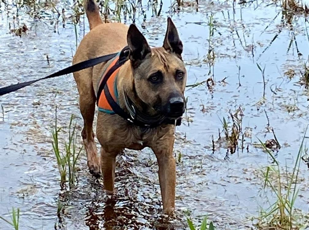 Photo #3 de Rhapsody