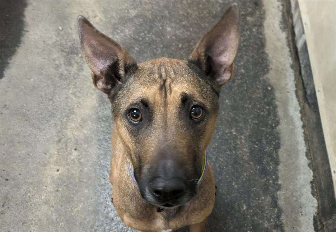 Photo #5 de Rhapsody