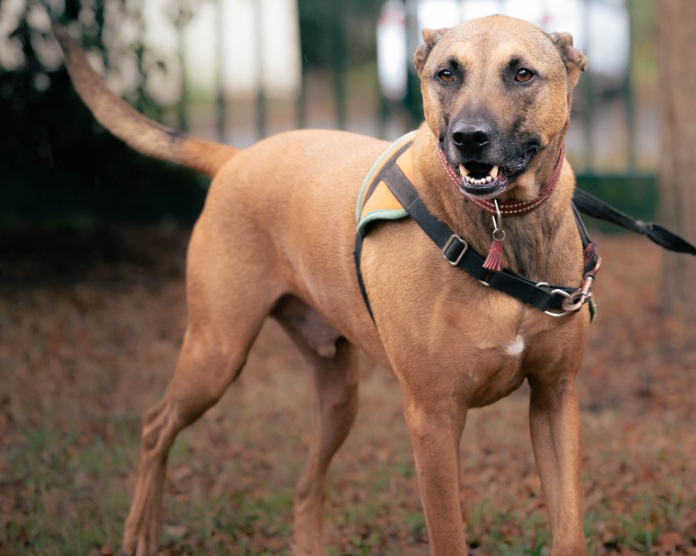 Photo #6 de Rhapsody