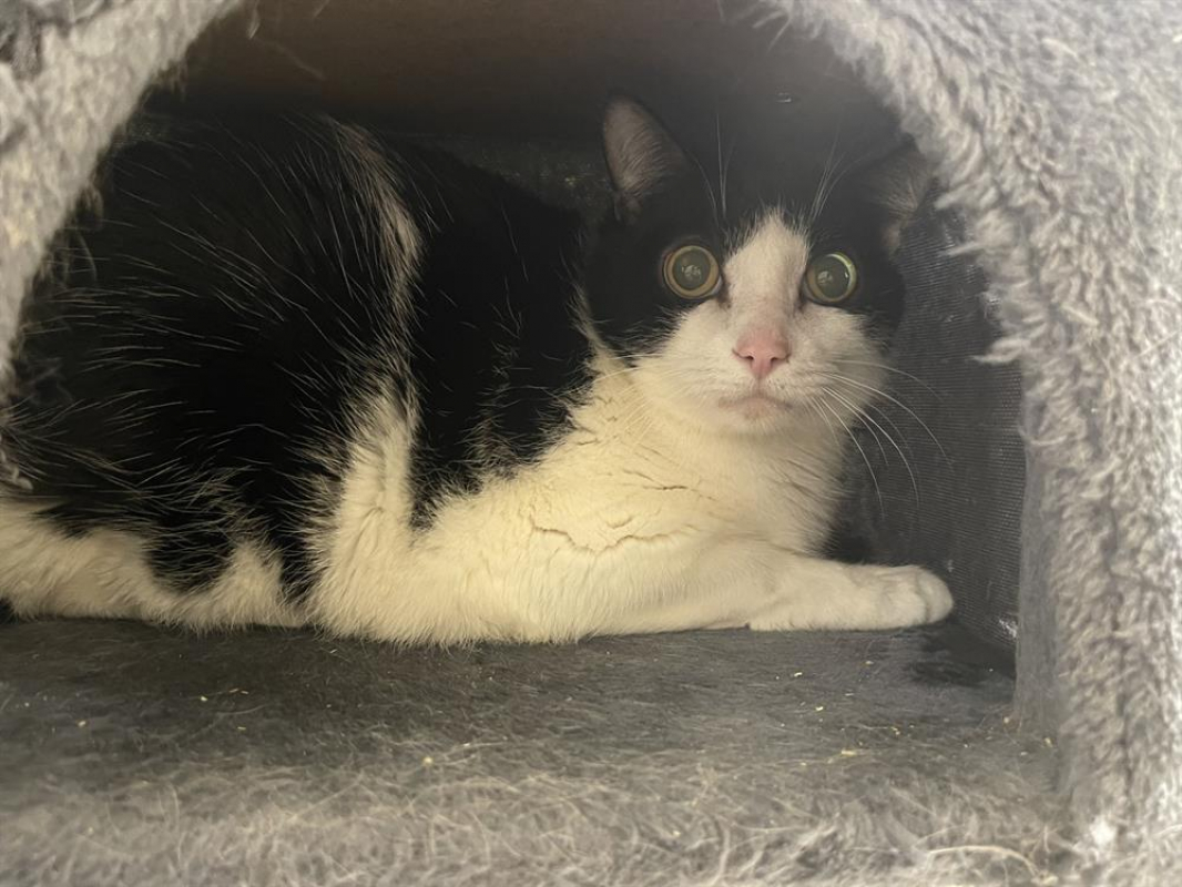 Photo de Zorro fiv +