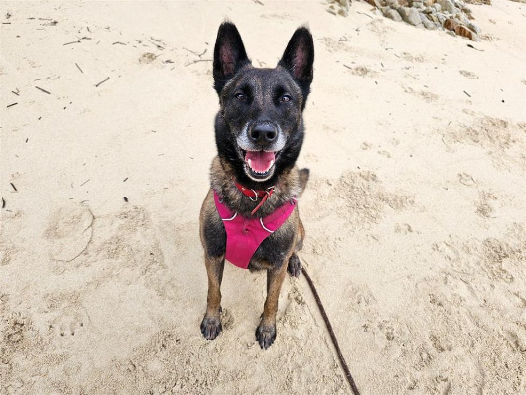 Rodger - Chien Berger Belge Malinois à adopter