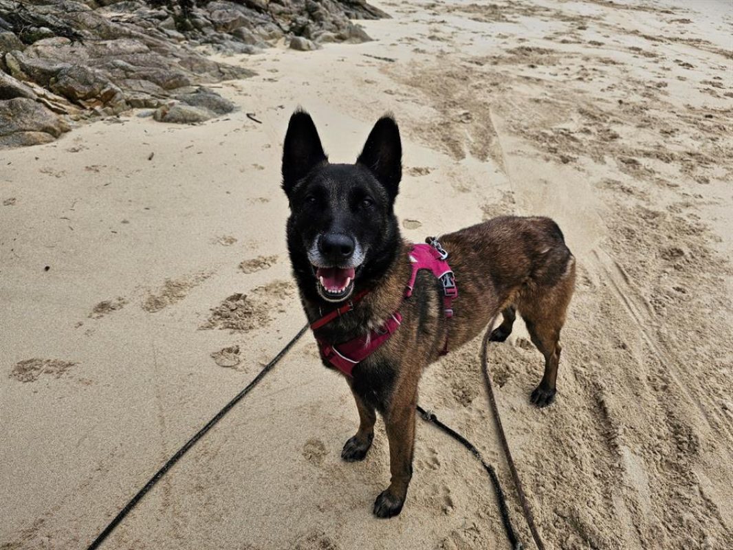 Rodger - Chien Berger Belge Malinois à adopter - photo 2