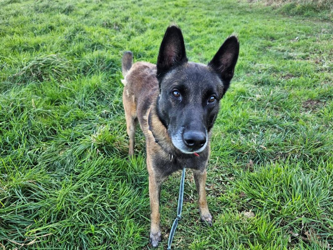 Rodger - Chien Berger Belge Malinois à adopter - photo 3