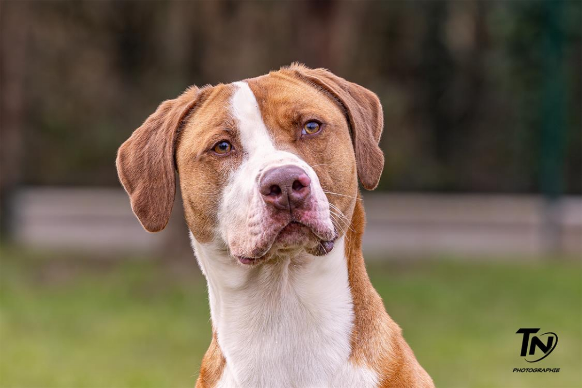 Photo #1 de Mac queen