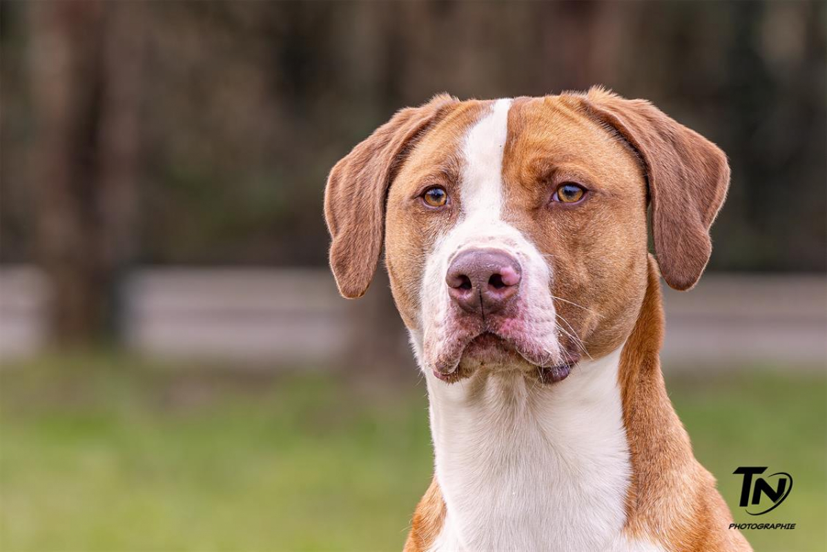 Photo #2 de Mac queen