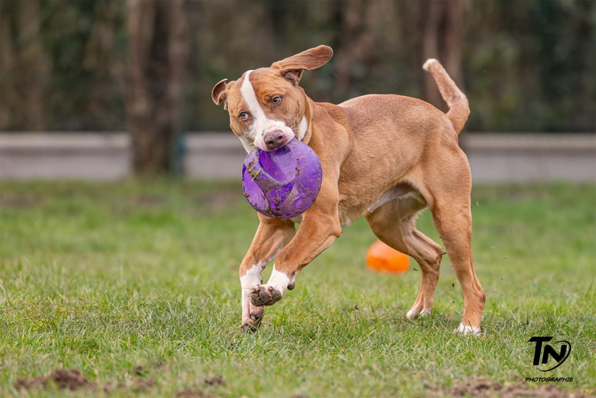 Photo #3 de Mac queen