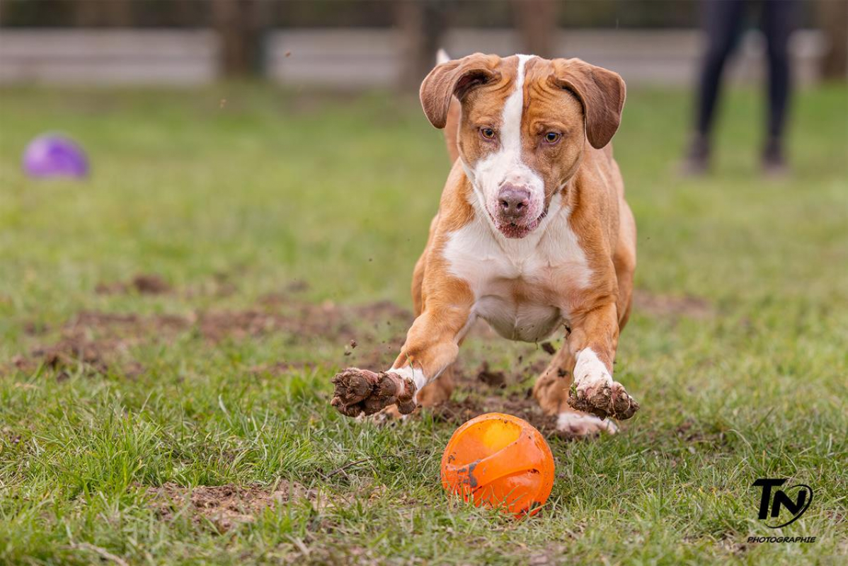 Photo #4 de Mac queen