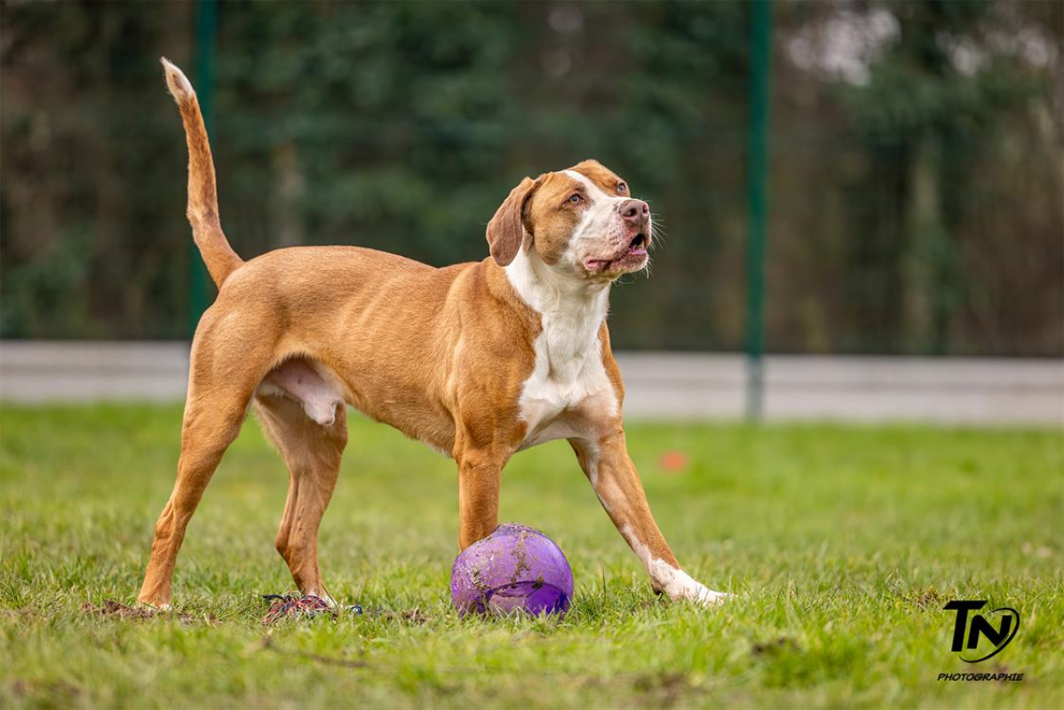 Photo #5 de Mac queen