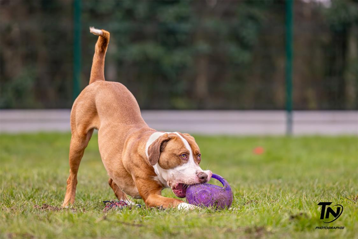 Photo #6 de Mac queen