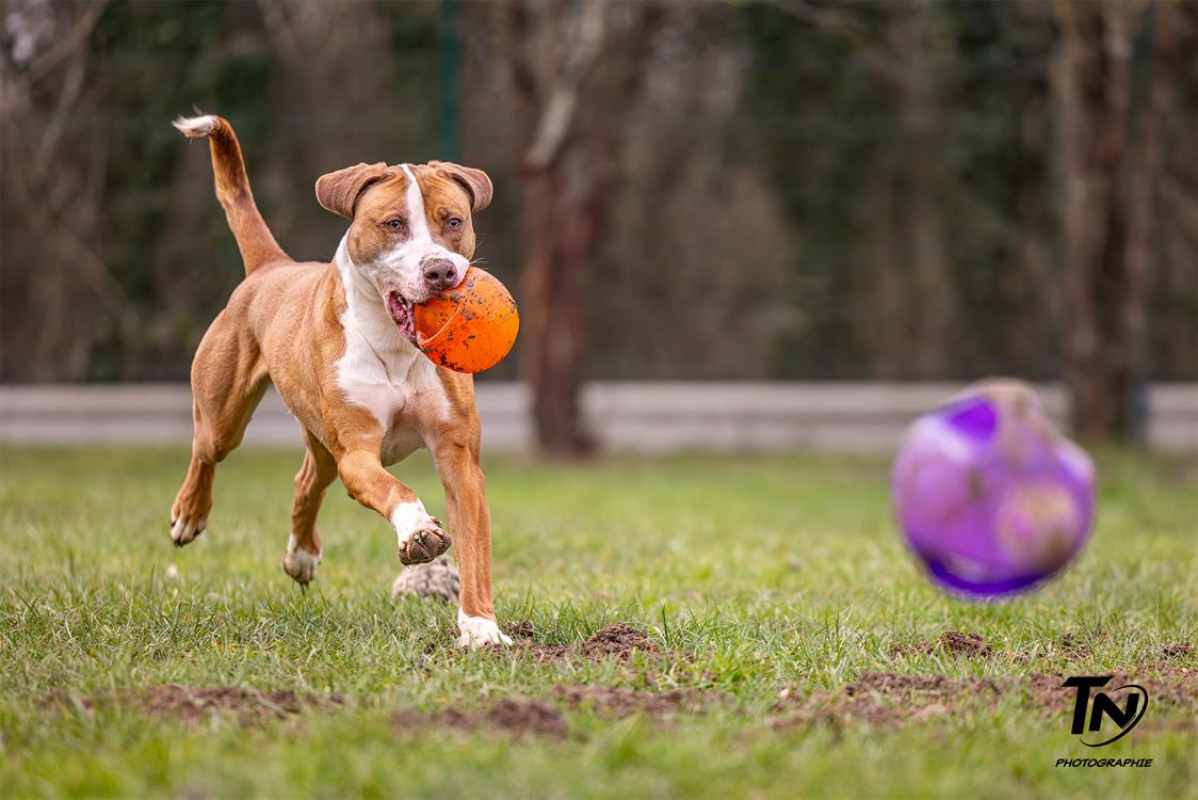 Photo #7 de Mac queen