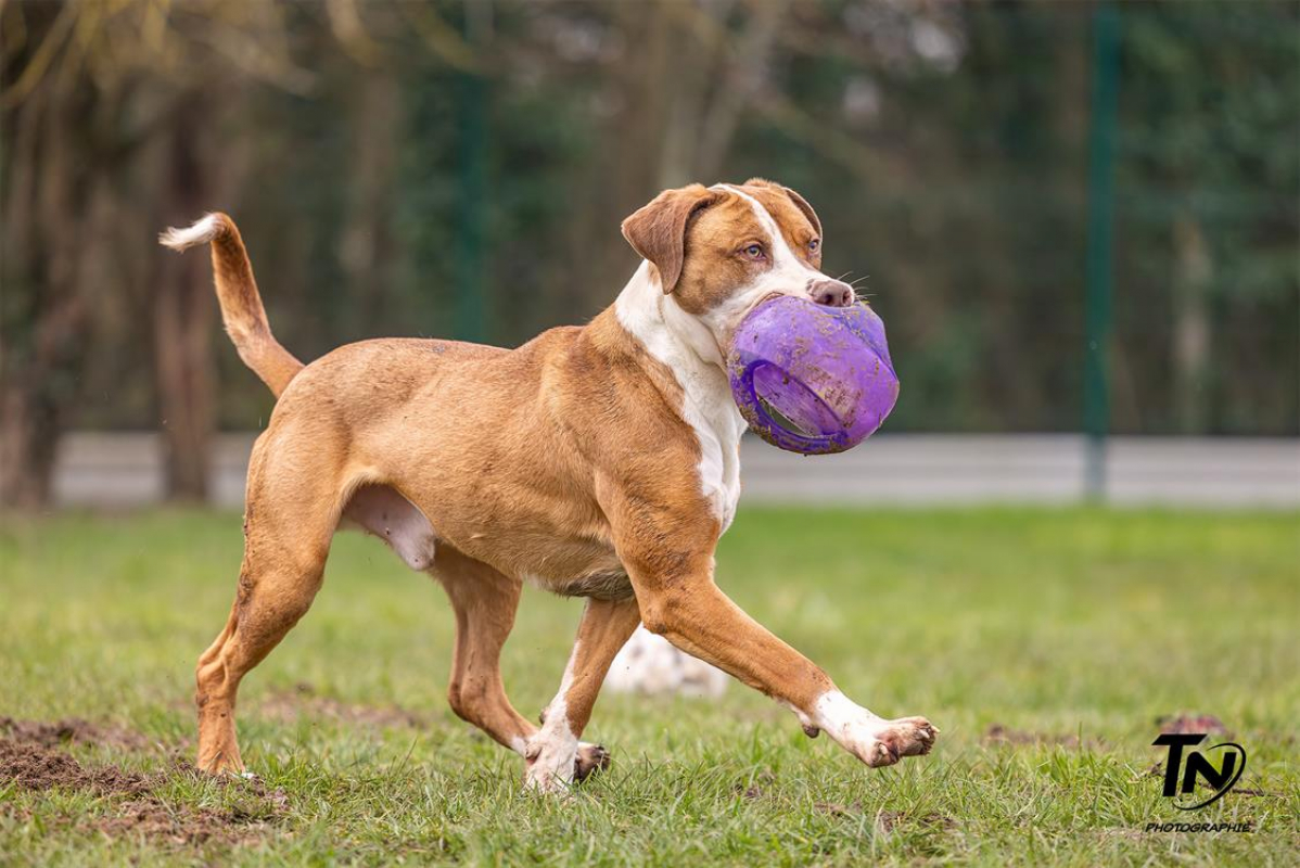 Photo #8 de Mac queen