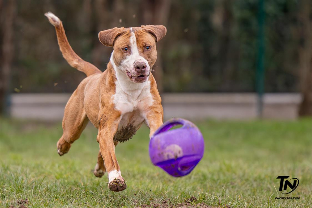 Photo #17 de Mac queen