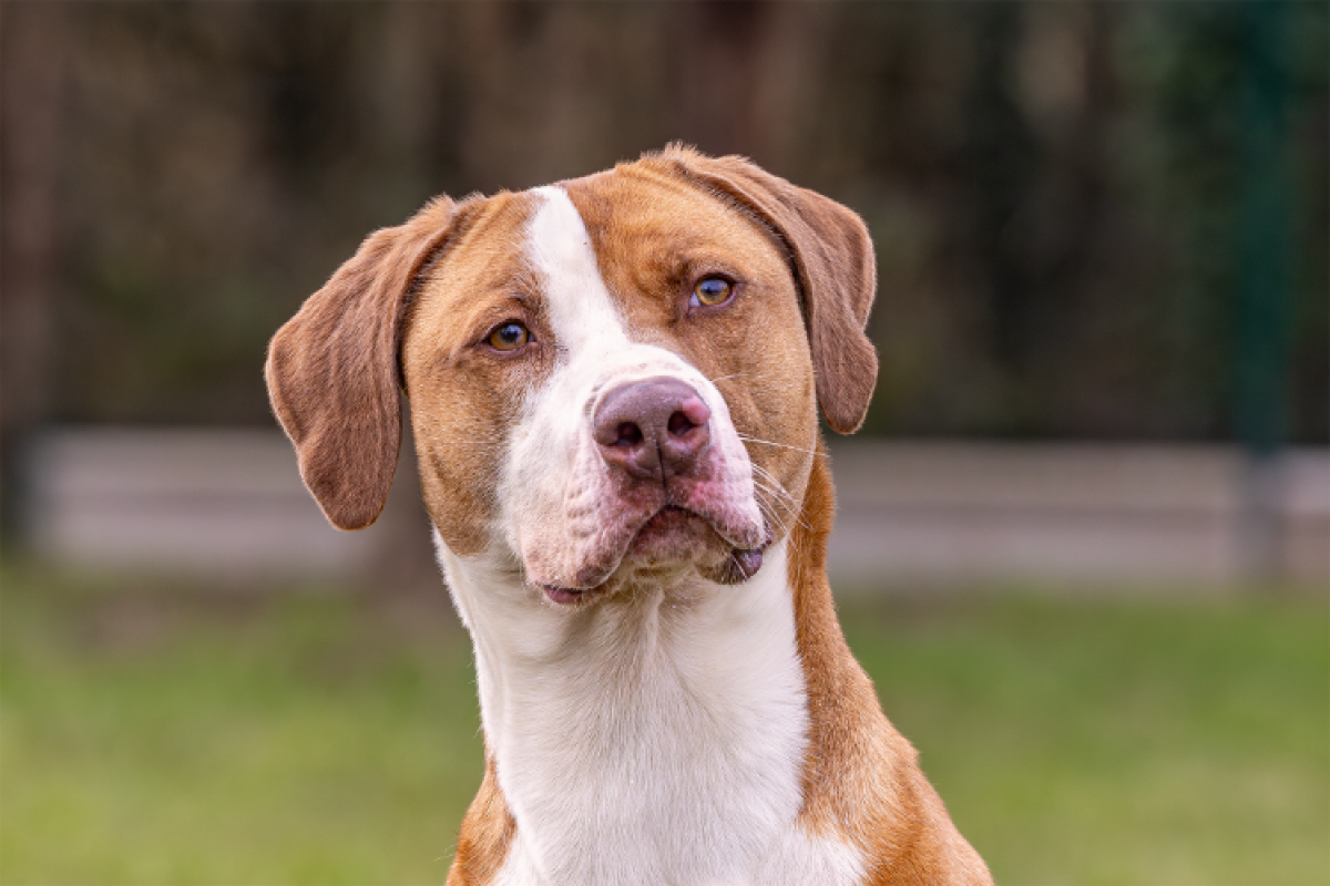 Photo #1 de Mac queen