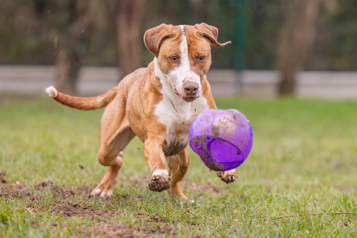 Photo #2 de Mac queen