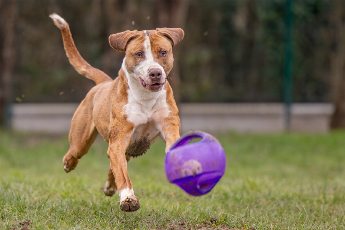 Photo #3 de Mac queen