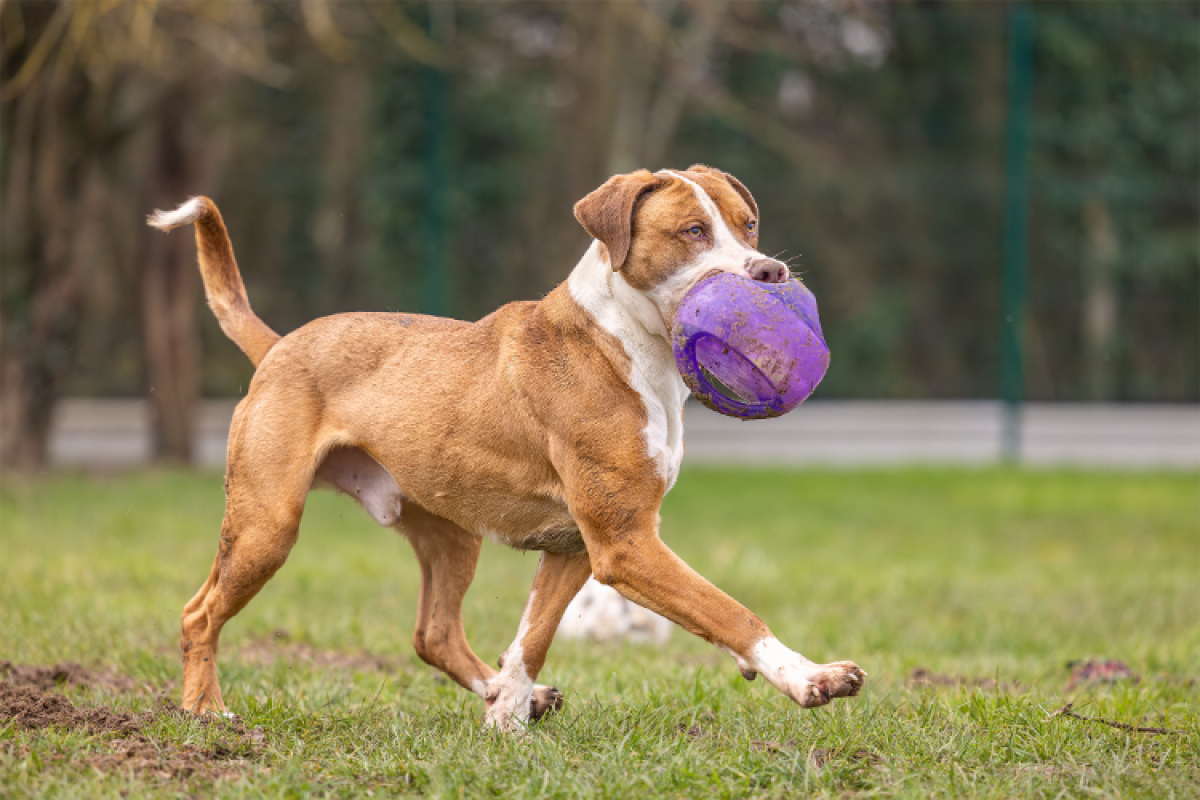 Photo #5 de Mac queen