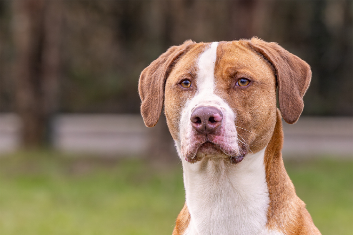 Photo #7 de Mac queen