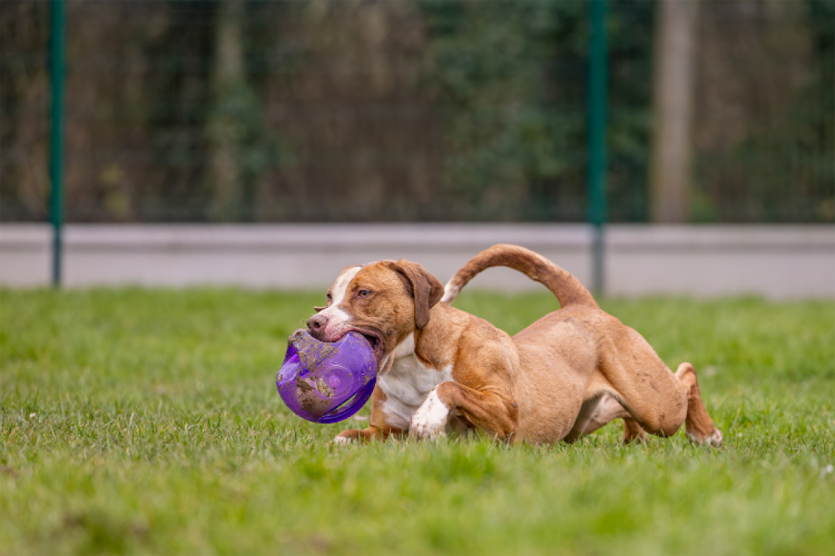 Photo #8 de Mac queen