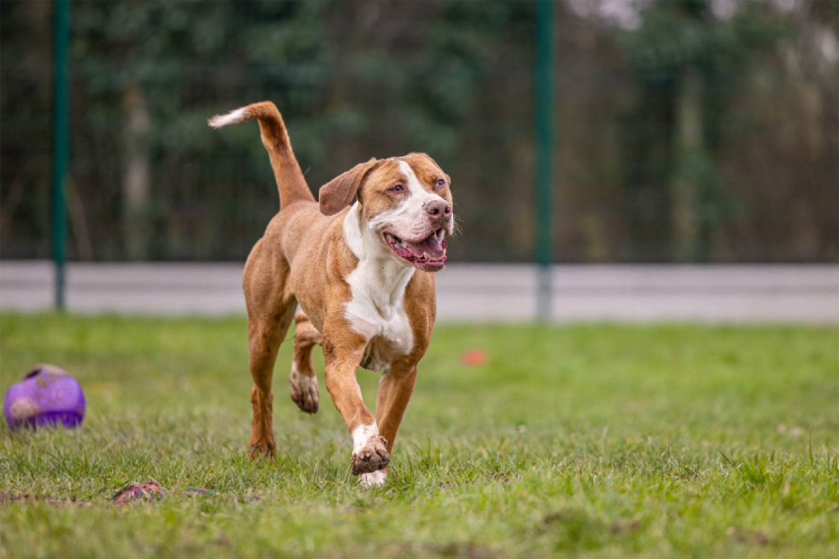 Photo #9 de Mac queen