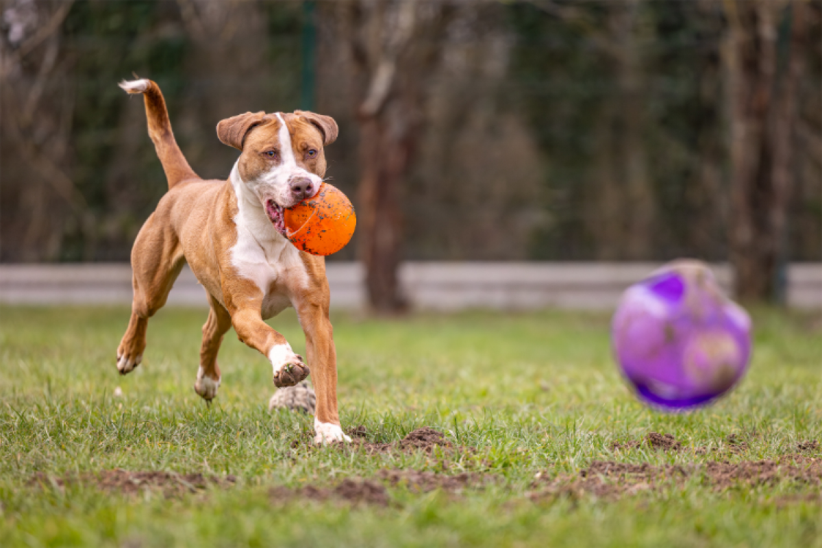 Photo #11 de Mac queen