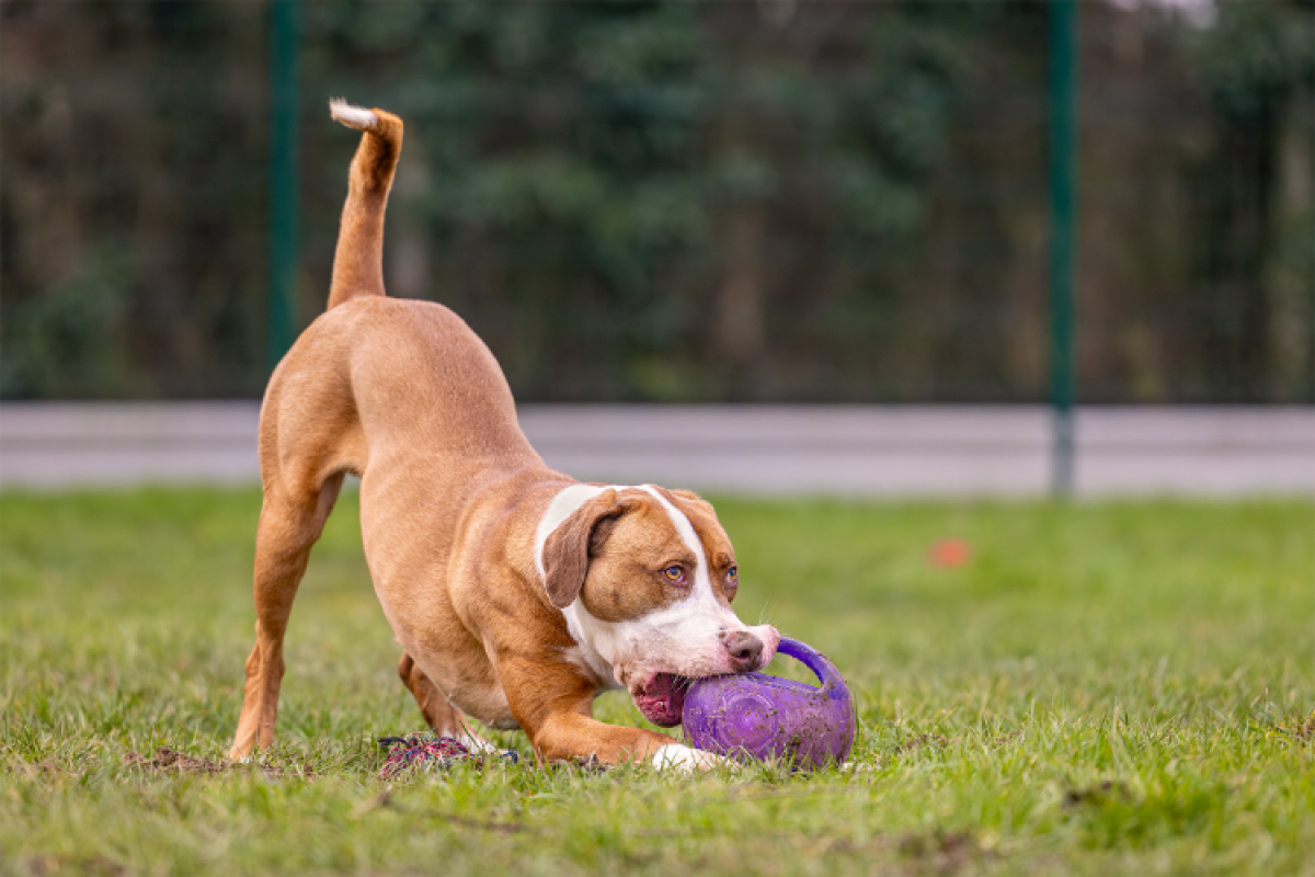 Photo #12 de Mac queen