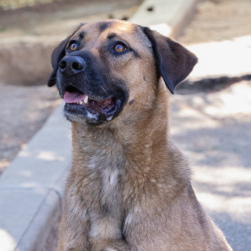 Paprika - Chien Berger à adopter
